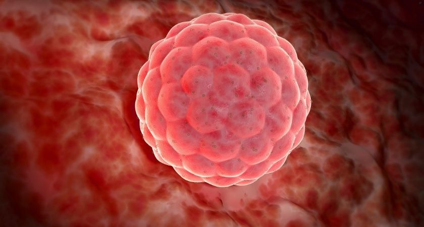 Embriyo-Transferi-Nasil-Yapilir?